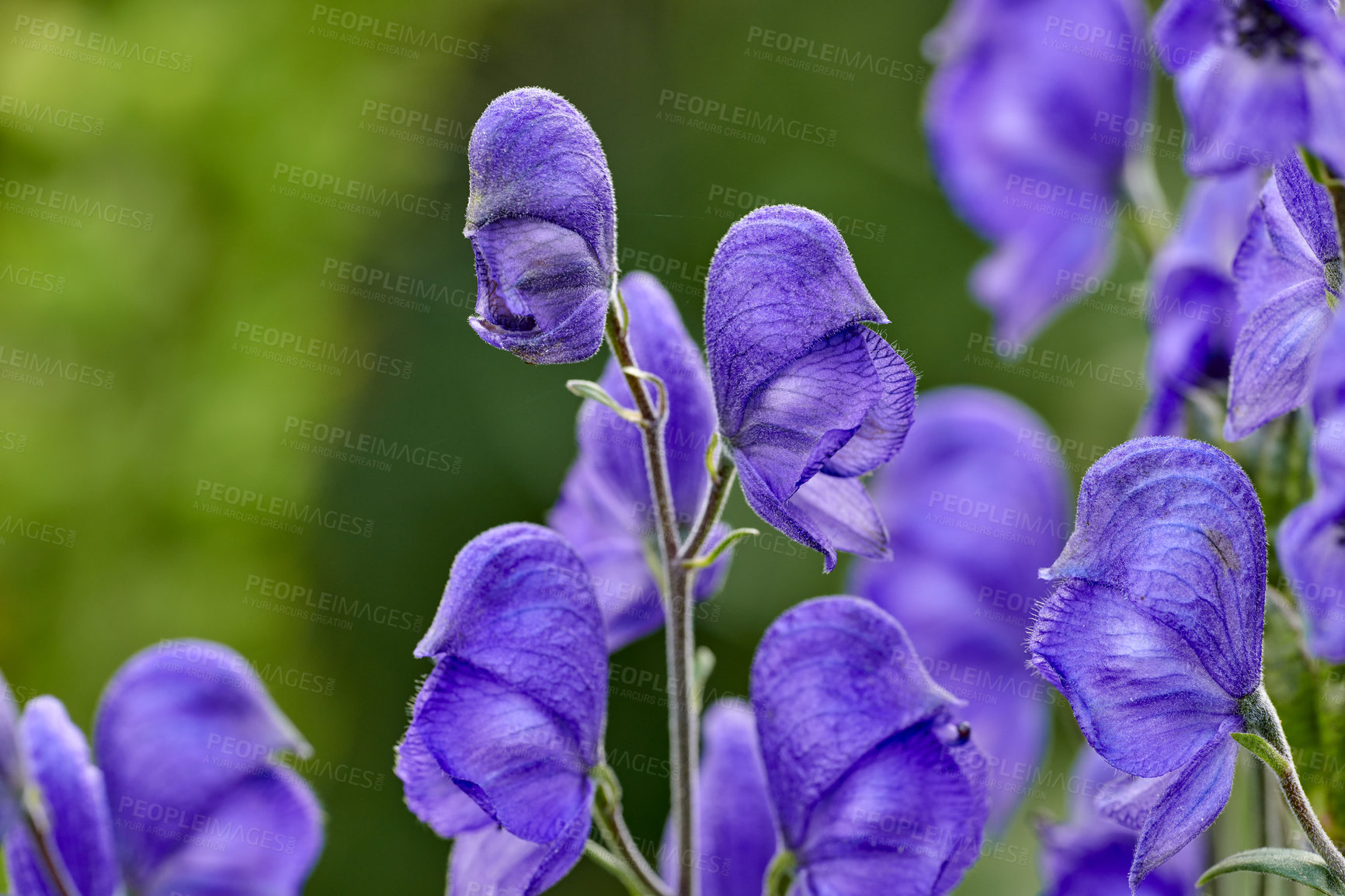 Buy stock photo A series of beautiful garden photos