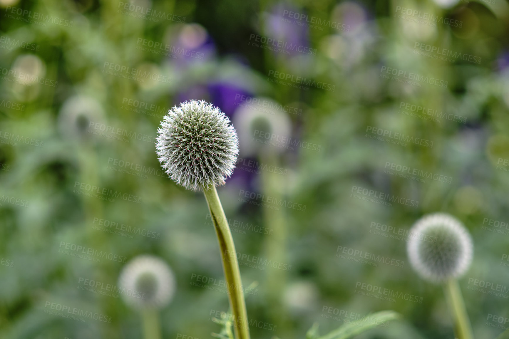 Buy stock photo A series of beautiful garden photos