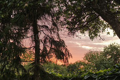 Buy stock photo Stunning view of a jungle sunset in a green wilderness. Magical forest with lush greenery and wild trees at dawn for copy space background. Peaceful and quiet nature landscape of mysterious woodland