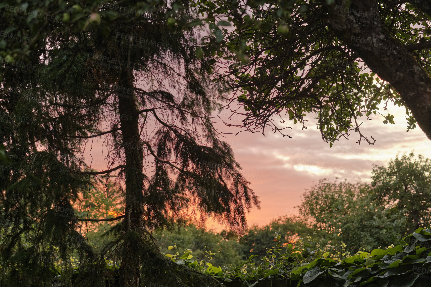 Buy stock photo Stunning view of a jungle sunset in a green wilderness. Magical forest with lush greenery and wild trees at dawn for copy space background. Peaceful and quiet nature landscape of mysterious woodland