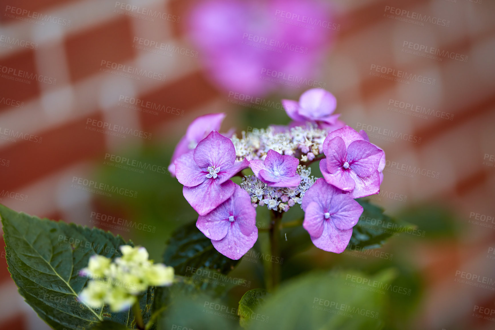 Buy stock photo A photo of beautiful garden details