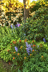 Garden flowers in summertime