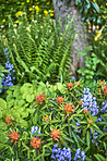 Garden flowers in summertime