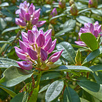 Rhododendron in my garden