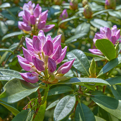 Buy stock photo A series of photos of rhododendron in garden