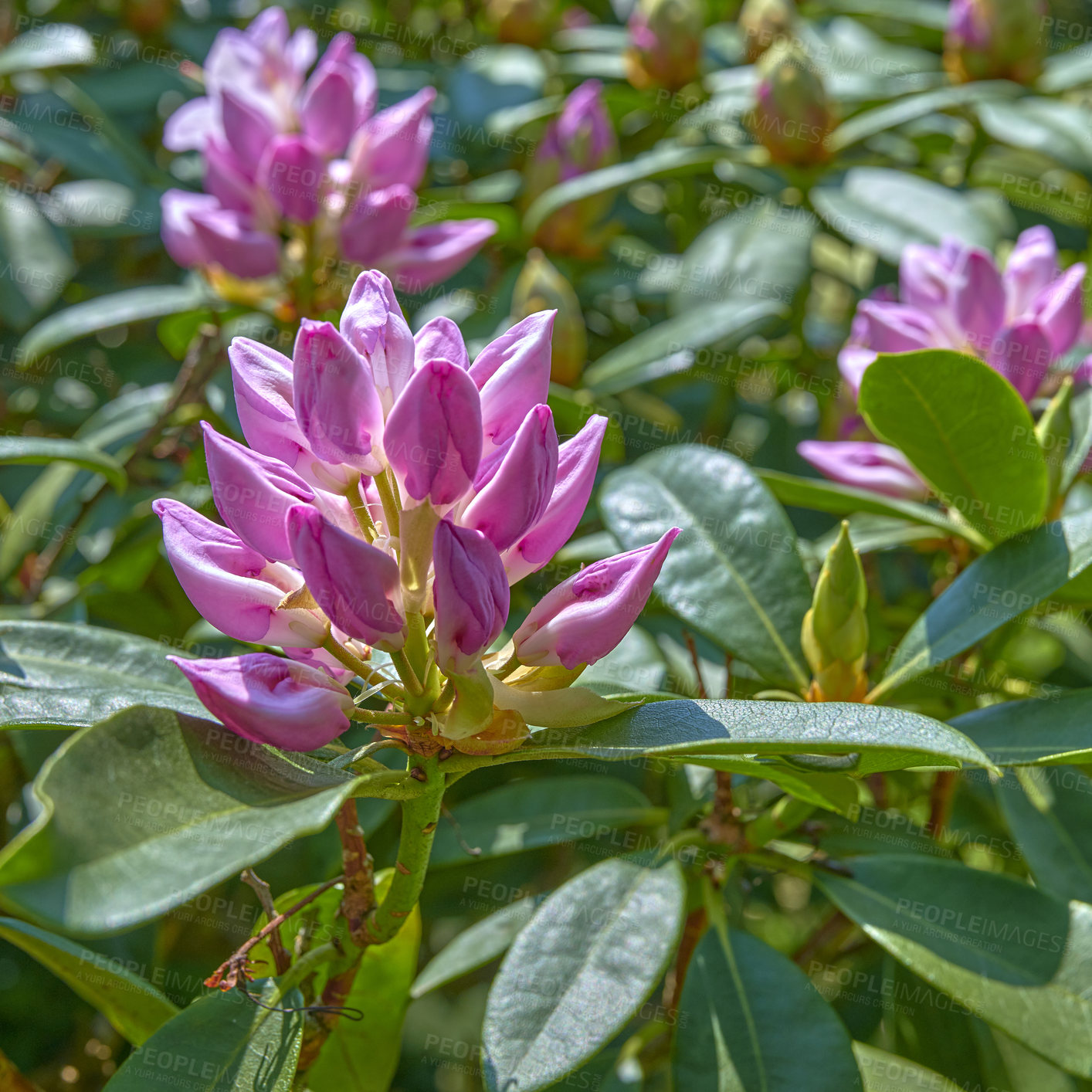 Buy stock photo A series of photos of rhododendron in garden