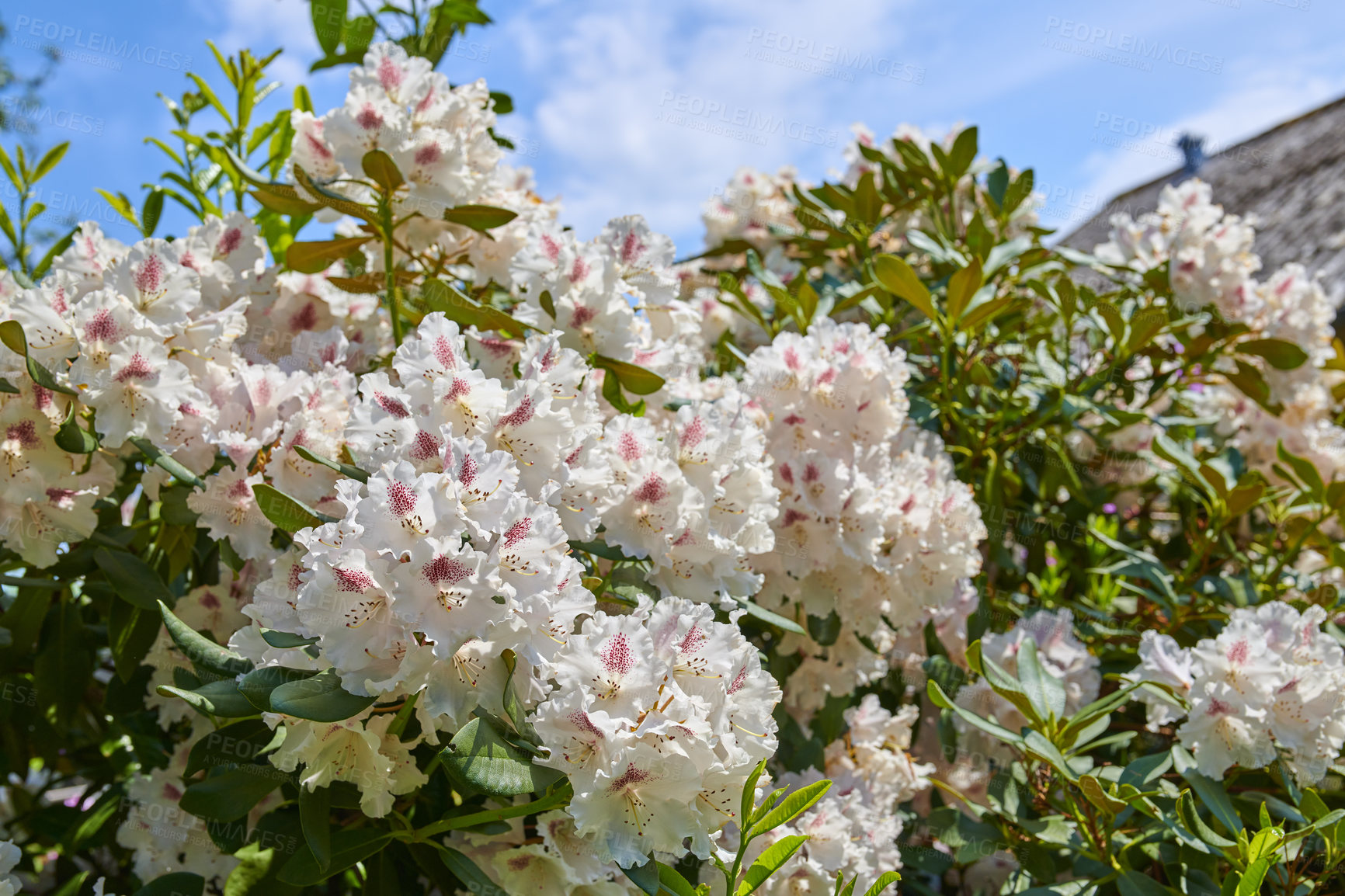 Buy stock photo Rhododendron is a genus of 1,024 species of woody plants in the heath family, either evergreen or deciduous, and found mainly in Asia, although it is also widespread throughout the Southern Highlands of the Appalachian Mountains of North America.