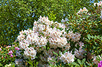 Rhododendron in my garden