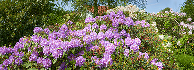 Buy stock photo A series of photos of rhododendron in garden