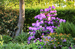 Rhododendron in my garden