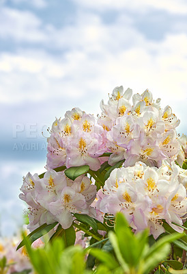 Buy stock photo Rhododendron is a genus of 1,024 species of woody plants in the heath family, either evergreen or deciduous, and found mainly in Asia, although it is also widespread throughout the Southern Highlands of the Appalachian Mountains of North America.