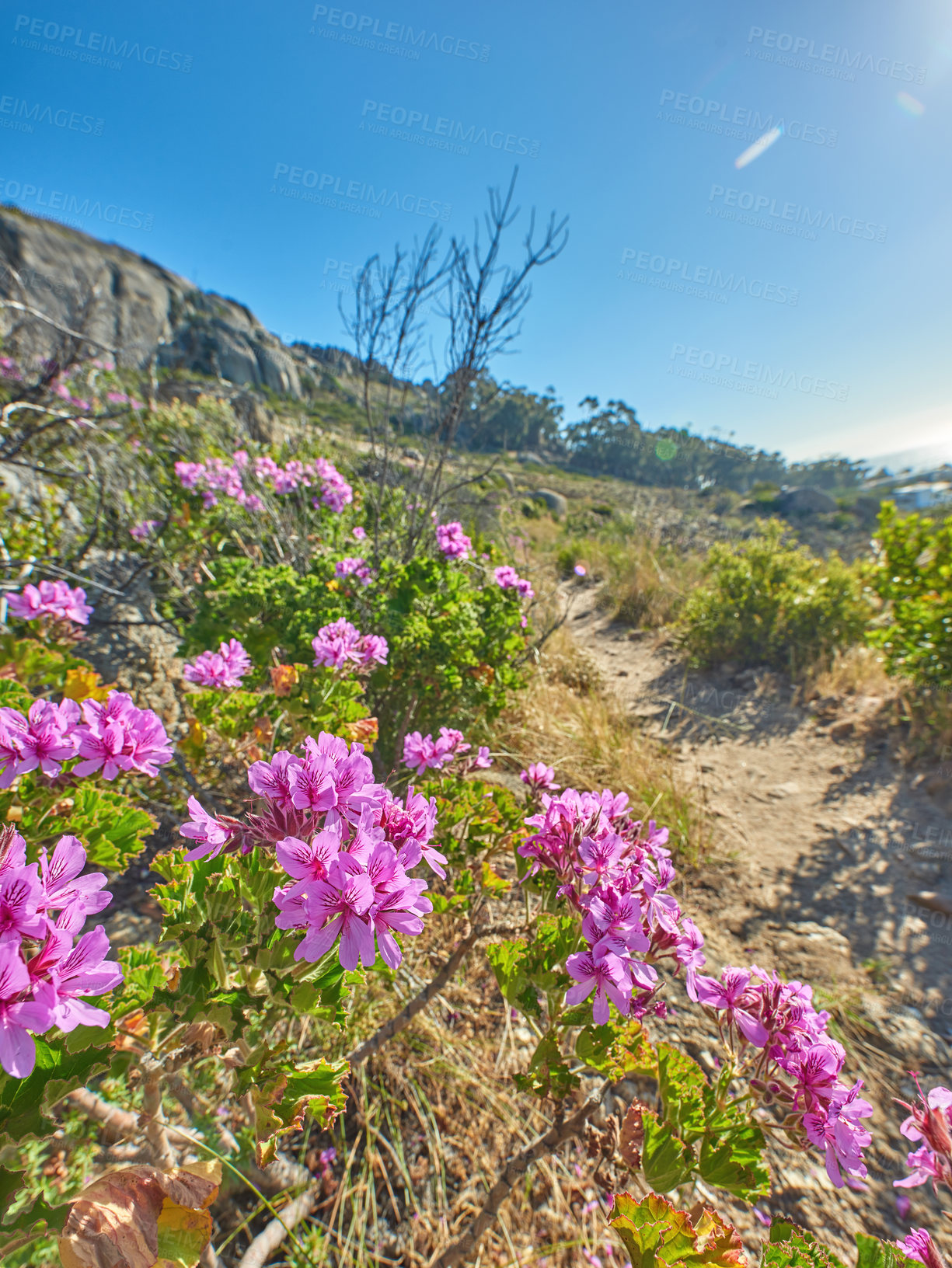 Buy stock photo Narrow path on a mountain with colorful plants and trees in nature flourishing in their natural ecosystem in Cape Town. Pink flowers on green stems growing on a hill side on a sunny day with blue sky