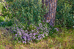 Flowers, plants and trees on mountain side in South Africa