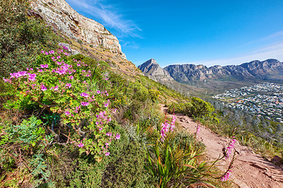 Buy stock photo Pink wild flowers on a hiking trail along the mountain against a blue sky background and a peaceful city with copy space. Vibrant bright malva blossoms growing on a slope in a natural environment 
