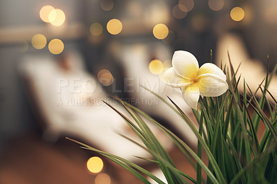 Buy stock photo Defocused shot of a plant in a spa