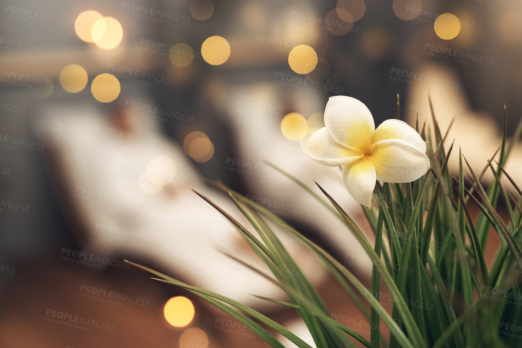 Buy stock photo Defocused shot of a plant in a spa