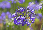 Beautiful flowers in my garden
