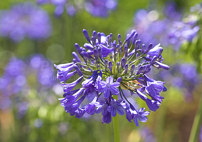 Buy stock photo A series of beautiful garden photos