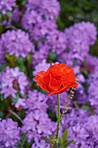Beautiful flowers in my garden