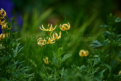 Buy stock photo A series of beautiful garden photos