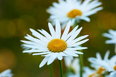 Buy stock photo Beautiful white daisies and flowers growing in a lush botanical garden in the sun outdoors. Closeup of vibrant marguerite blooming in spring. Scenic bright, herbal plants blossoming in nature