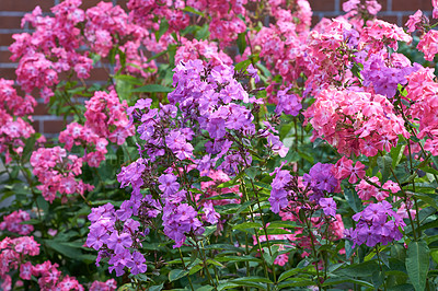 Buy stock photo A series of beautiful garden photos