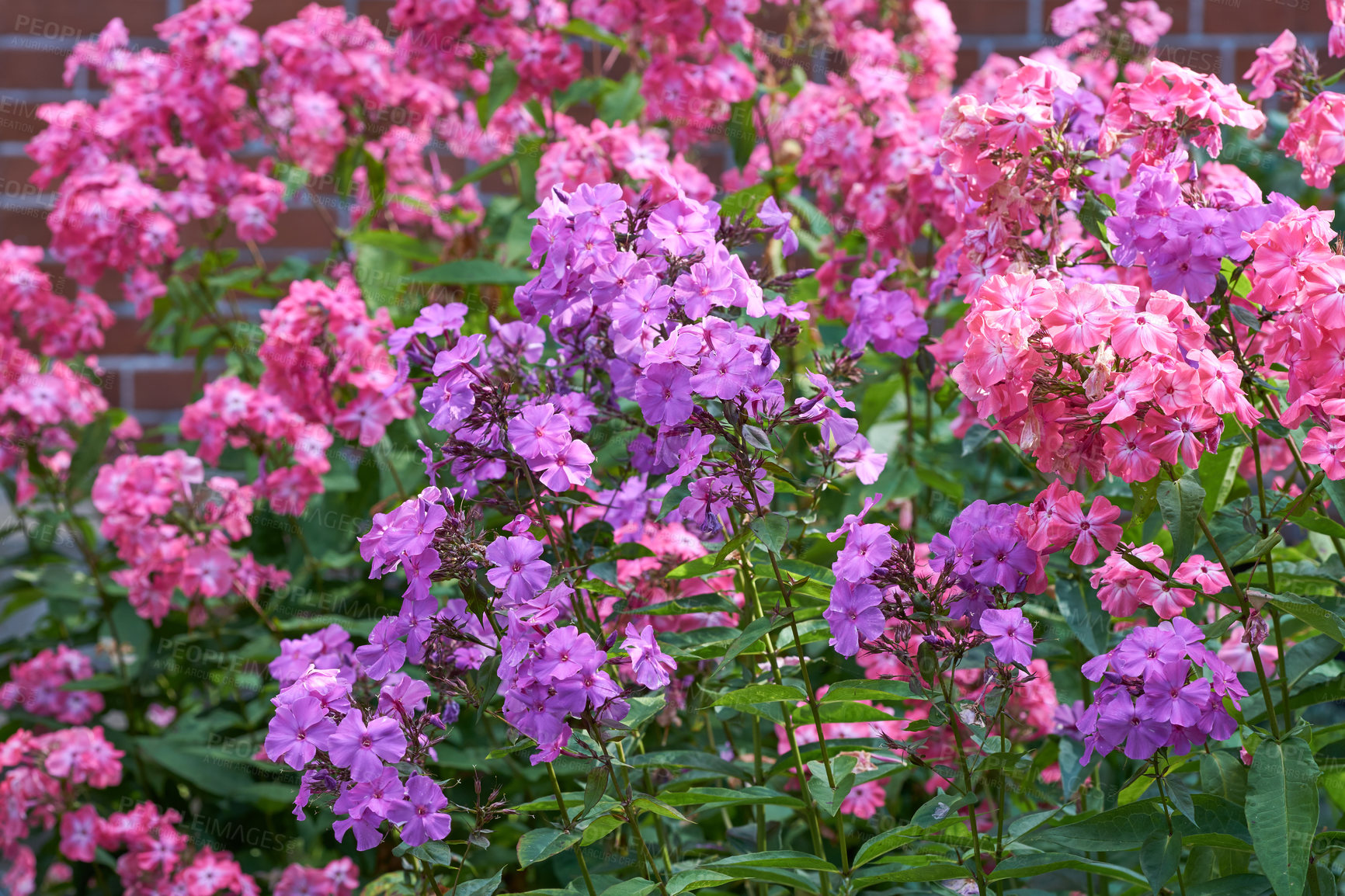 Buy stock photo A series of beautiful garden photos