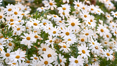 Buy stock photo Closeup of fresh daisies and flowers in growing in a lush green garden. A bunch of white blossoms in a meadow, beauty in nature and peaceful, relaxing fresh air. Bright blooms in a zen backyard 