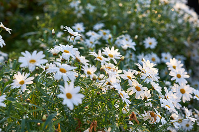 Buy stock photo Closeup of white Marguerite daisies growing in medicinal horticulture or cultivated field for chamomile tea leaves harvest. Argyranthemum frutescens flowers blooming in a home garden or remote meadow