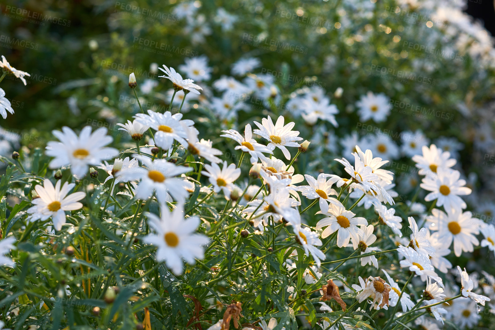 Buy stock photo Closeup of white Marguerite daisies growing in medicinal horticulture or cultivated field for chamomile tea leaves harvest. Argyranthemum frutescens flowers blooming in a home garden or remote meadow