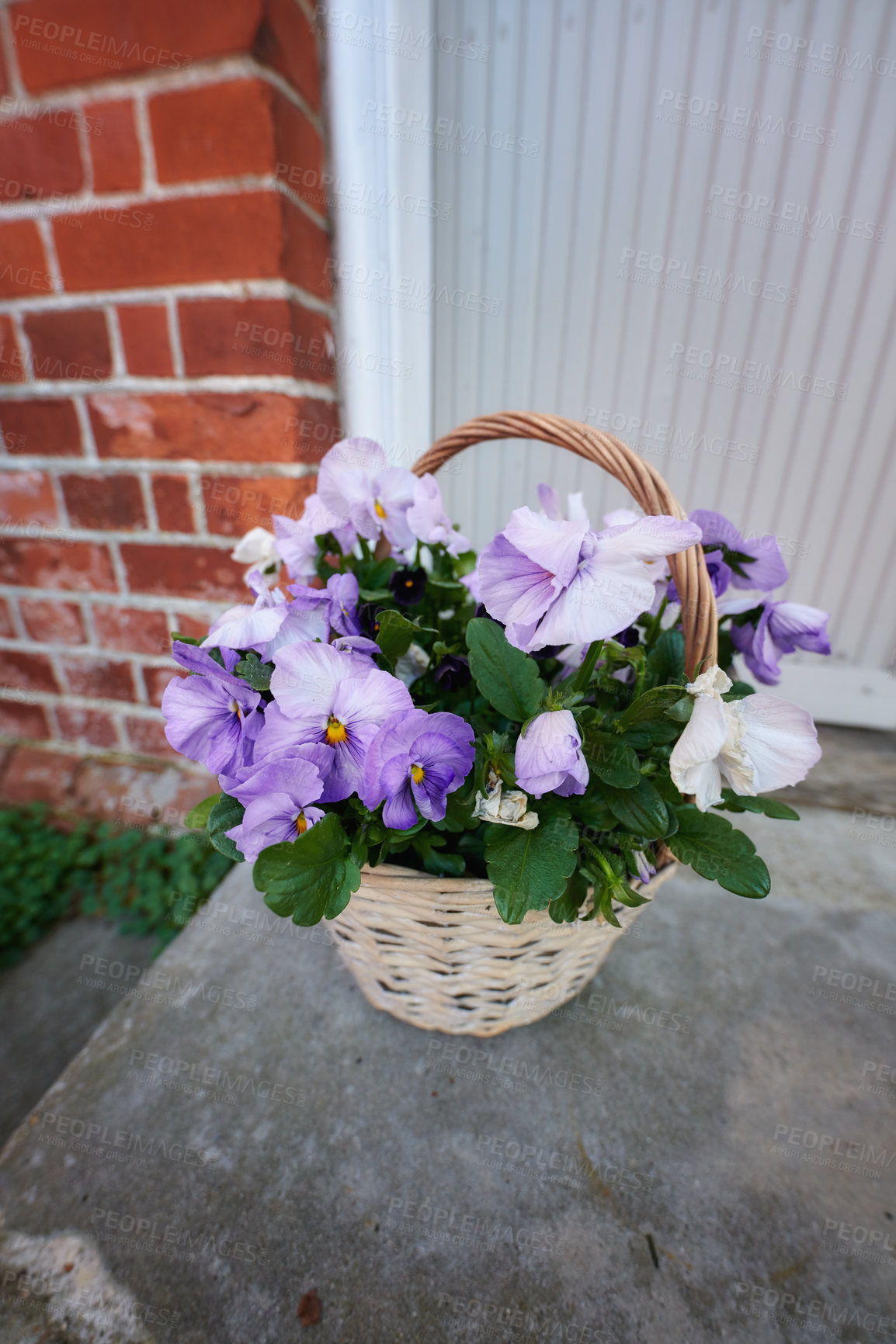 Buy stock photo Bouquet of purple wild pansy flowers in a garden. Beautiful basket of ornament pot plant on a patio backyard outdoor porch during spring. Pretty plants for mothers day gift or special occasions