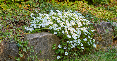 Buy stock photo A photo of beautiful garden details