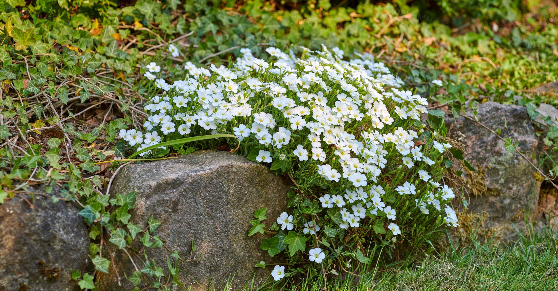 Buy stock photo A photo of beautiful garden details