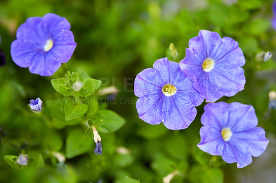 Buy stock photo Dinetus duclouxii, blooming flowers and buds on vines in a garden. Closeup of a purple carnations growing between green leaves in nature. Closeup of flowerheads blossoming on floral plant outdoors