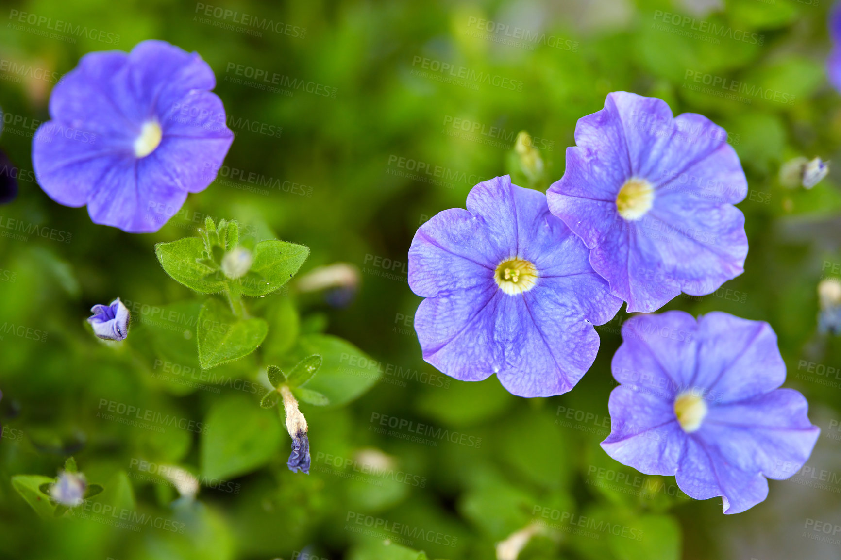 Buy stock photo Dinetus duclouxii, blooming flowers and buds on vines in a garden. Closeup of a purple carnations growing between green leaves in nature. Closeup of flowerheads blossoming on floral plant outdoors