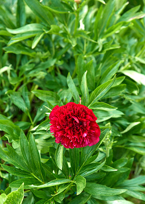 Buy stock photo A series of beautiful garden photos