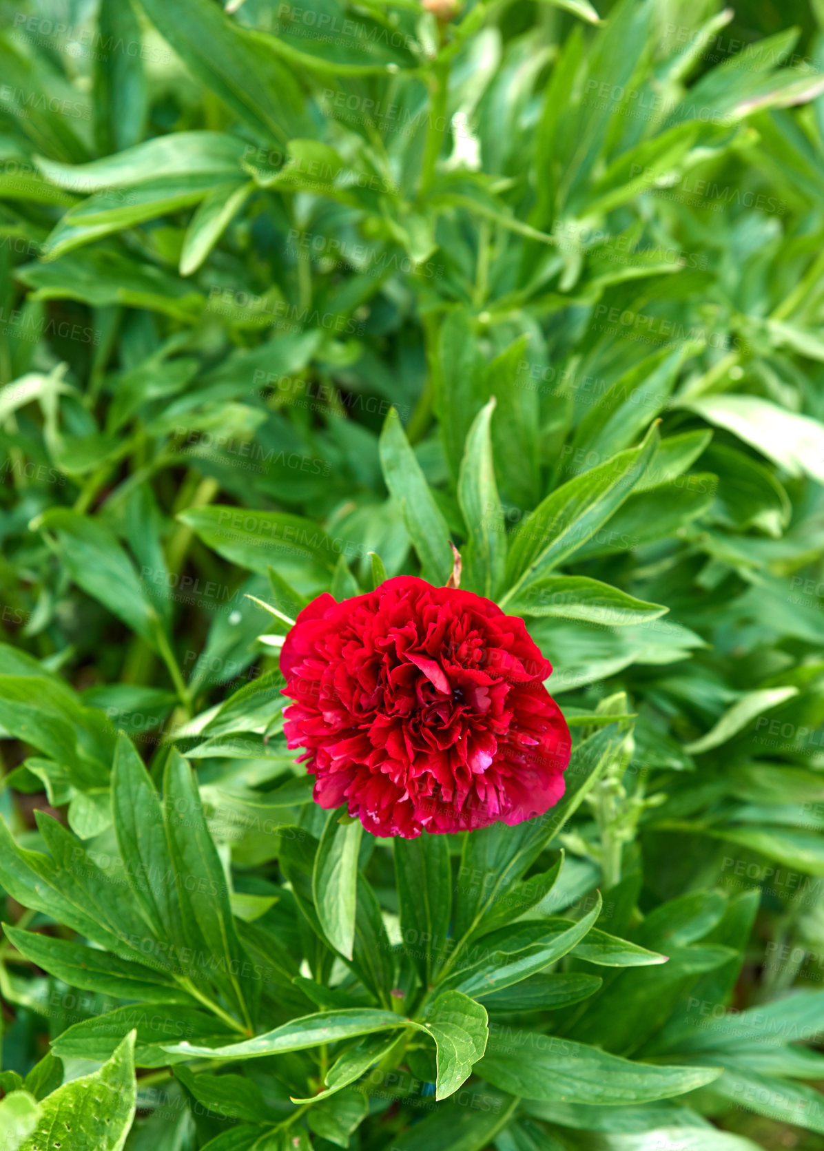 Buy stock photo A series of beautiful garden photos