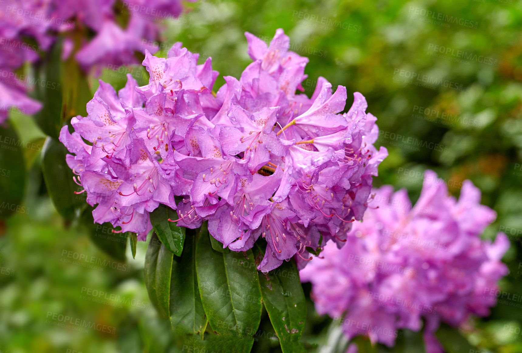 Buy stock photo Rhododendron is a genus of 1,024 species of woody plants in the heath family, either evergreen or deciduous, and found mainly in Asia, although it is also widespread throughout the Southern Highlands of the Appalachian Mountains of North America.