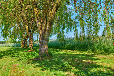 Buy stock photo Green nature view of large trees, flowers, and plants in a park background. Natural cultivated garden or lawn with tall grass. Beautiful sunny outdoor yard on a relaxing day in summer.