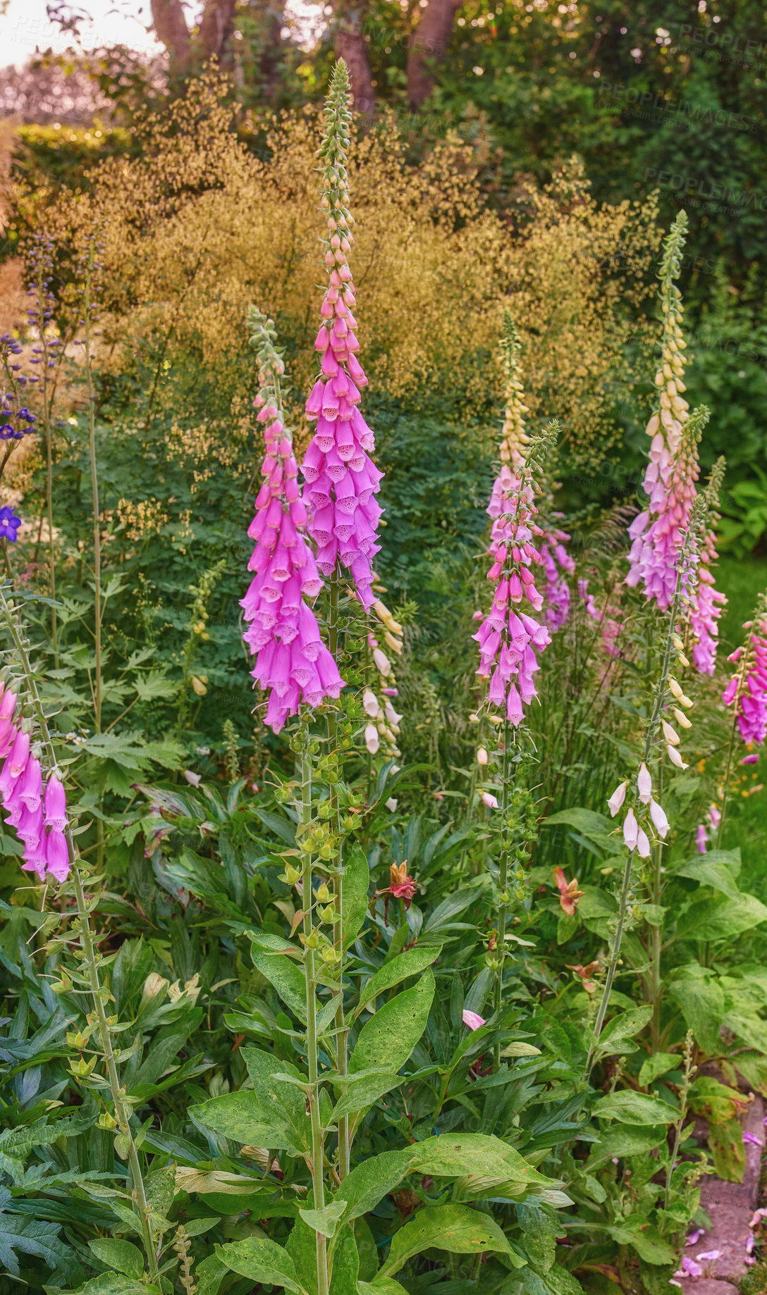 Buy stock photo A series of beautiful garden photos