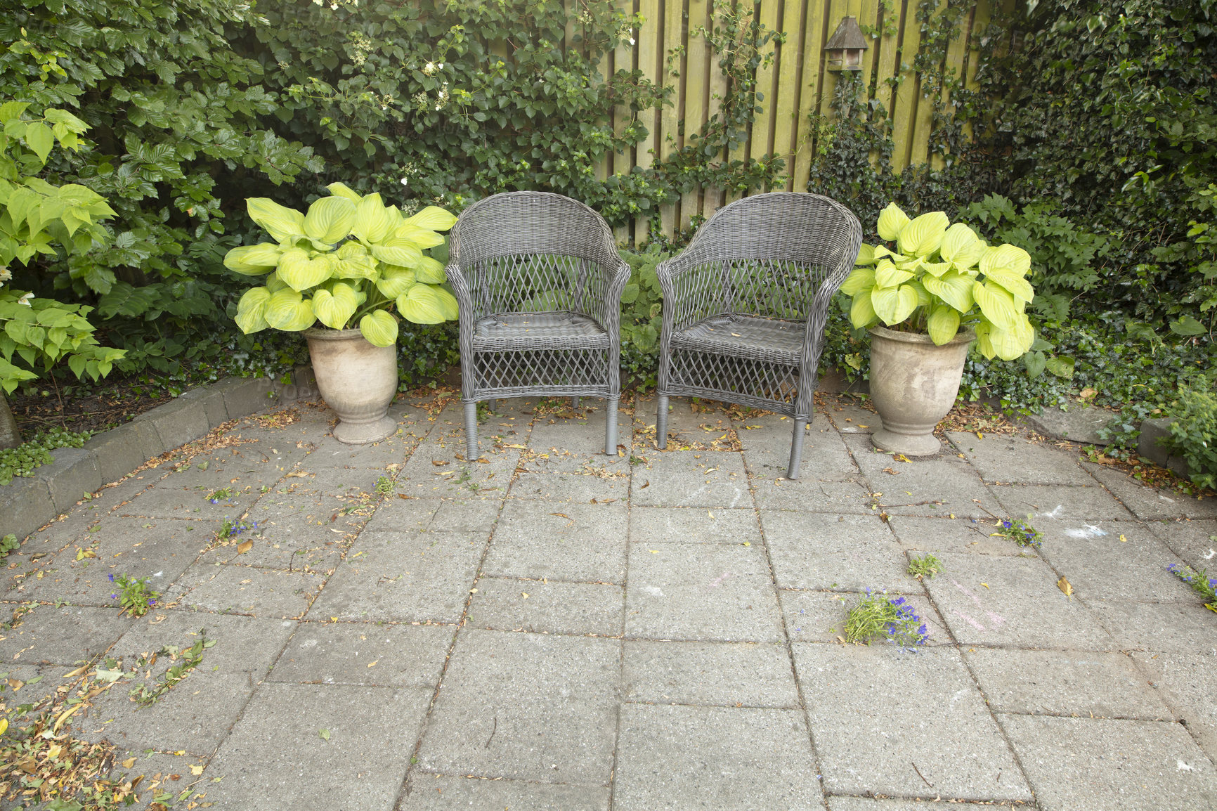 Buy stock photo A beautiful lush green garden with two and chairs in a backyard on a sunny day. Vibrant patio with scenic views of nature in a peaceful, tranquil spot. Venue for a zen picnic or lunch date 