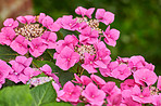 Beautiful flowers in my garden