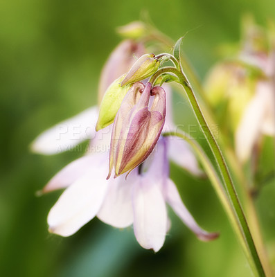 Buy stock photo Closeup of a Common Columbine flower against a blur background on a sunny day. Zoom in on pink plants growing in a field or garden. Details, texture and pattern of beauty in soothing nature 