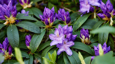 Buy stock photo Rhododendron is a genus of 1,024 species of woody plants in the heath family, either evergreen or deciduous, and found mainly in Asia, although it is also widespread throughout the Southern Highlands of the Appalachian Mountains of North America.