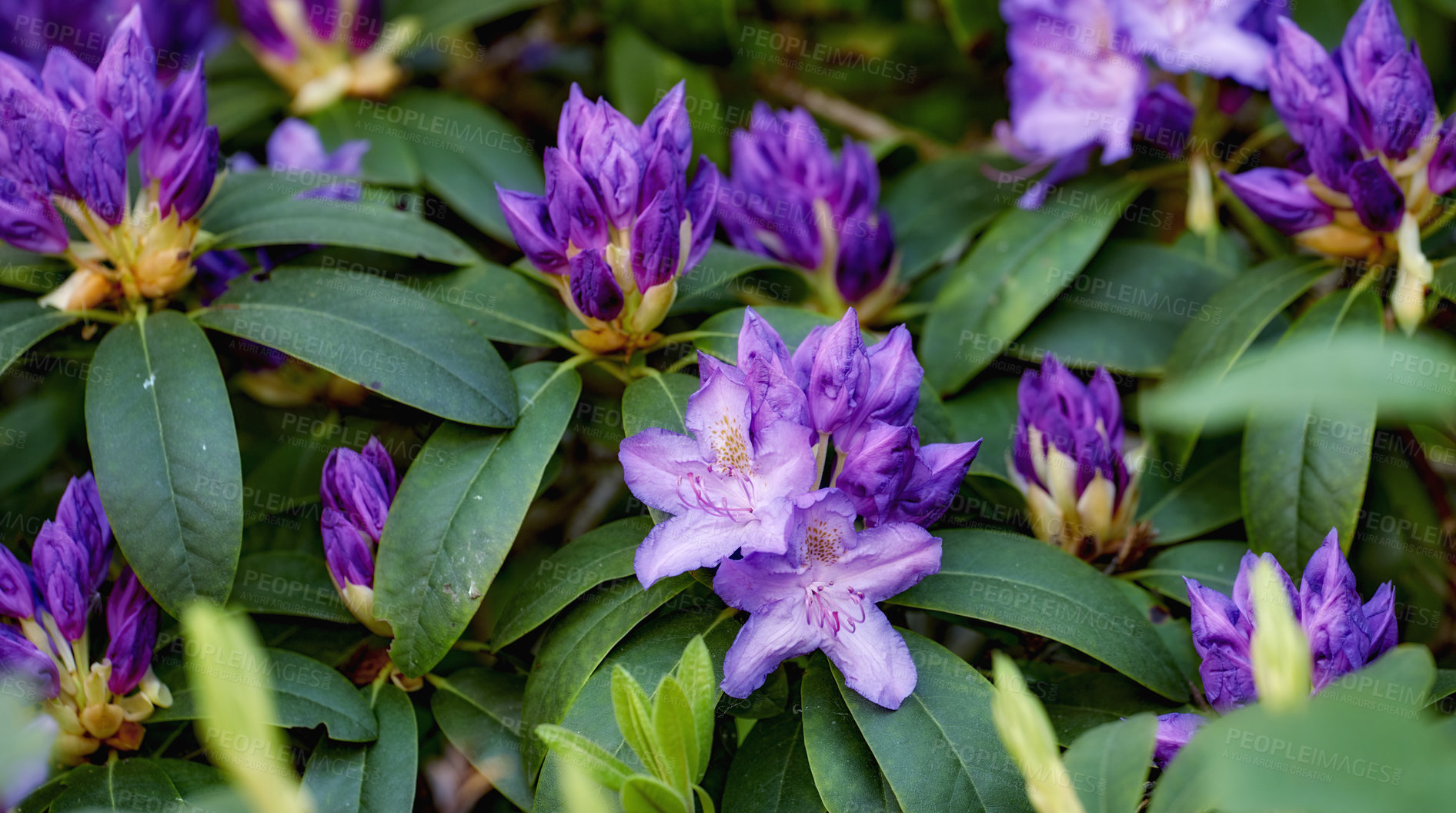 Buy stock photo Rhododendron is a genus of 1,024 species of woody plants in the heath family, either evergreen or deciduous, and found mainly in Asia, although it is also widespread throughout the Southern Highlands of the Appalachian Mountains of North America.