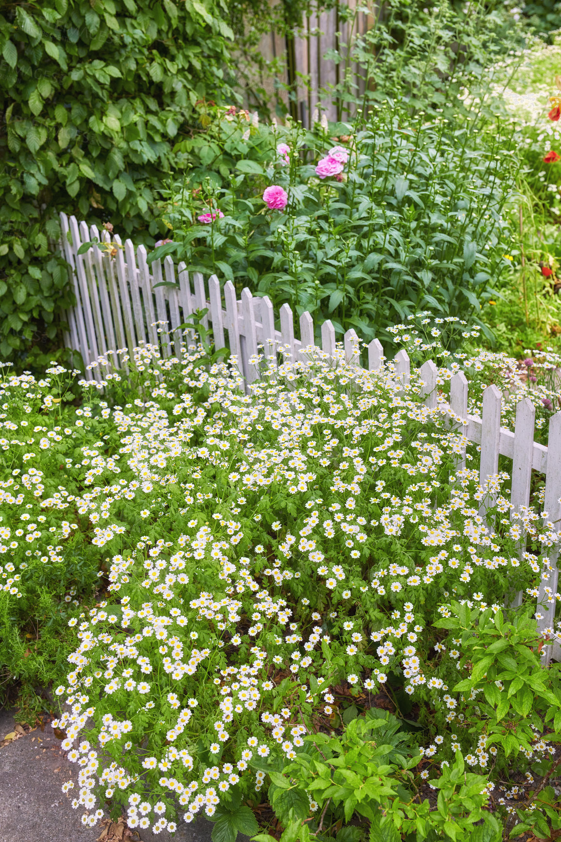 Buy stock photo A series of beautiful garden photos