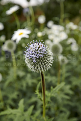 Buy stock photo One purple globe thistle flower growing in a garden. Beautiful outdoor echinops perennial flowering plant with a green stem and leaves growing outdoor in a park or backyard in spring season