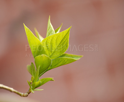 Buy stock photo Blooming du zhong growing on a tree in a garden or backyard. Closeup of a pretty green eucommia sprouting with bright vibrant leaves in nature. Budding flora blossoming and thriving with bokeh