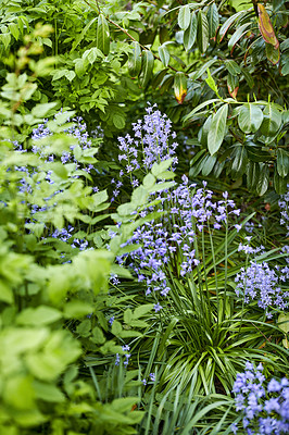 Buy stock photo Purple spanish bluebell flowers growing, flowering on green stems in lush green bushes and shrubs in remote meadow or home garden. Textured detail of backyard campanula plants blossoming and blooming