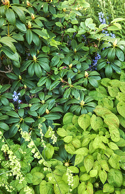 Buy stock photo A photo of beautiful garden details